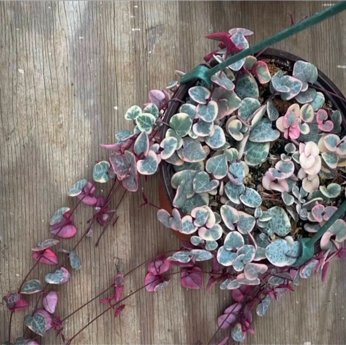 Rare Ceropegia woodii f. variegata - Variegated String of Hearts - Succulent Artworks