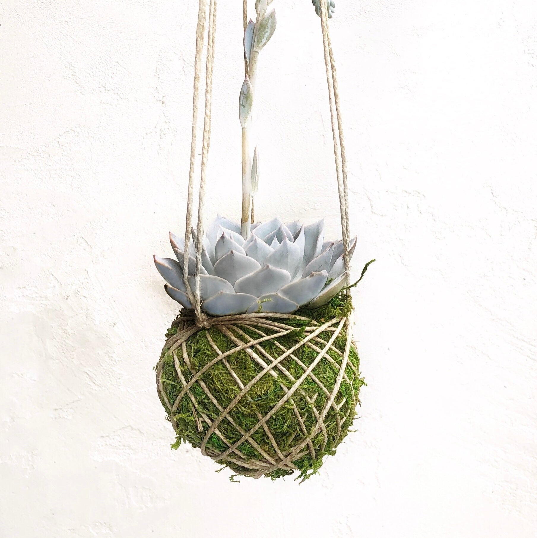 succulent plant hanging balls Kokedama Hanging
