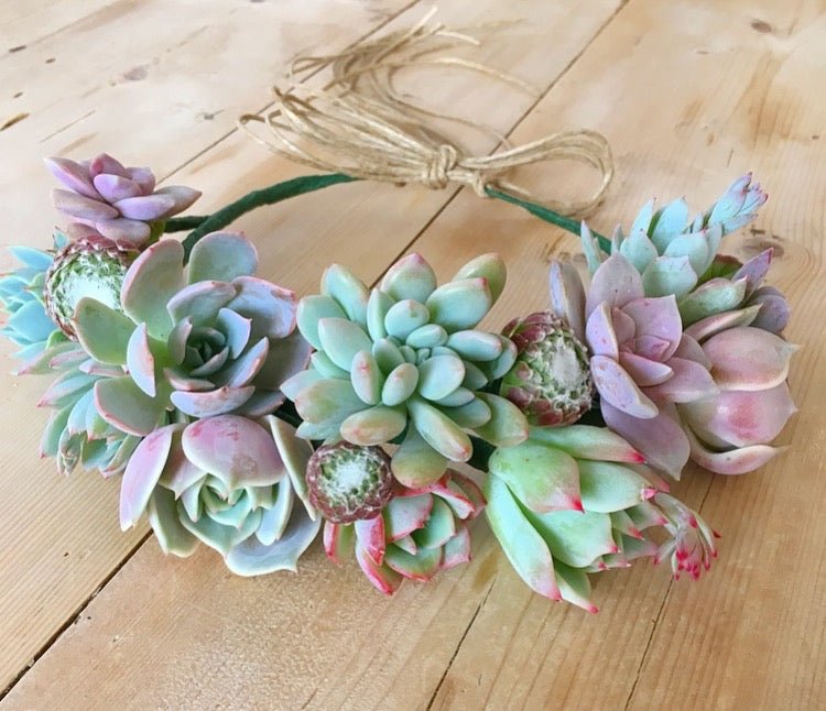 Succulent Crown - Succulent Artworks