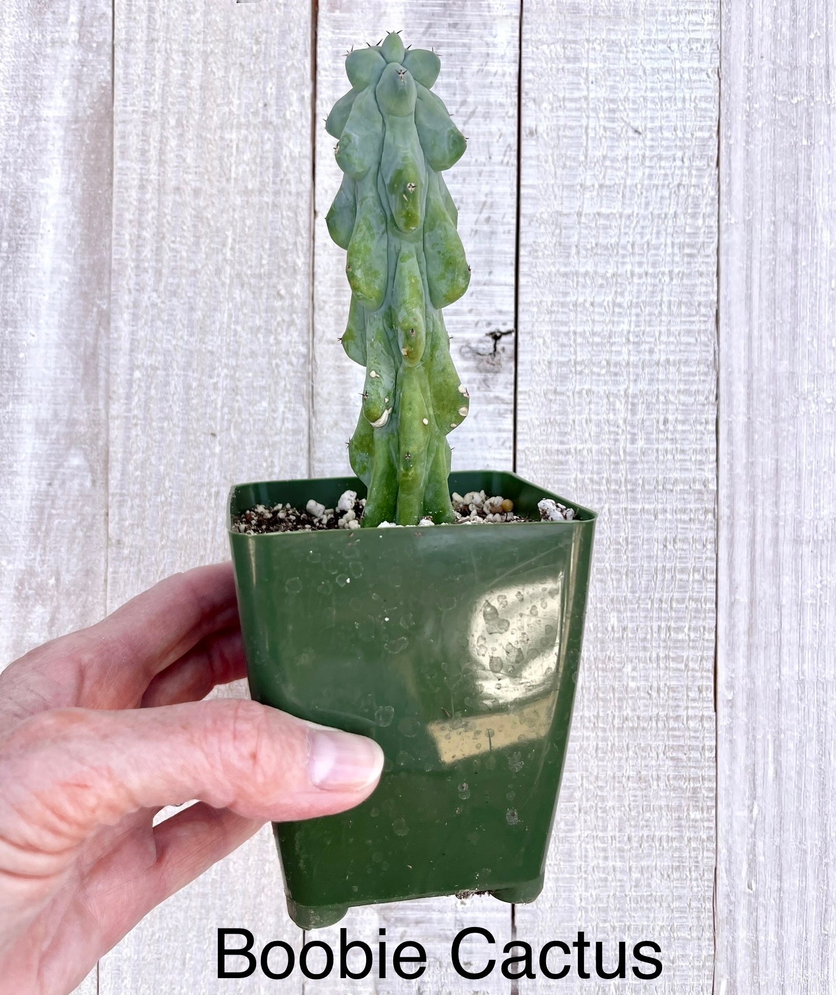 booby succulent Rare Myrtillocactus geometrizans 'Fukurokuryuzinboku' Booby Cactus –4"