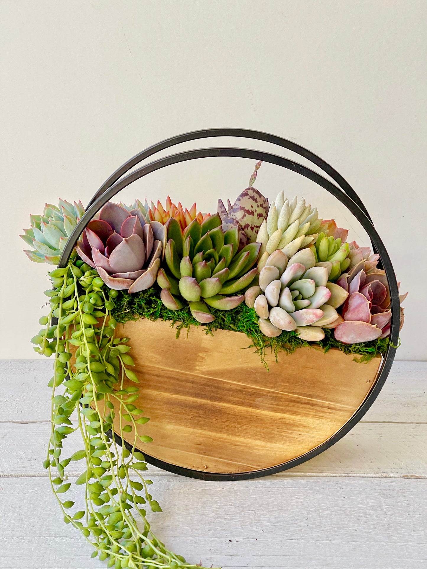 Oriana Succulent Table or Wall Planter