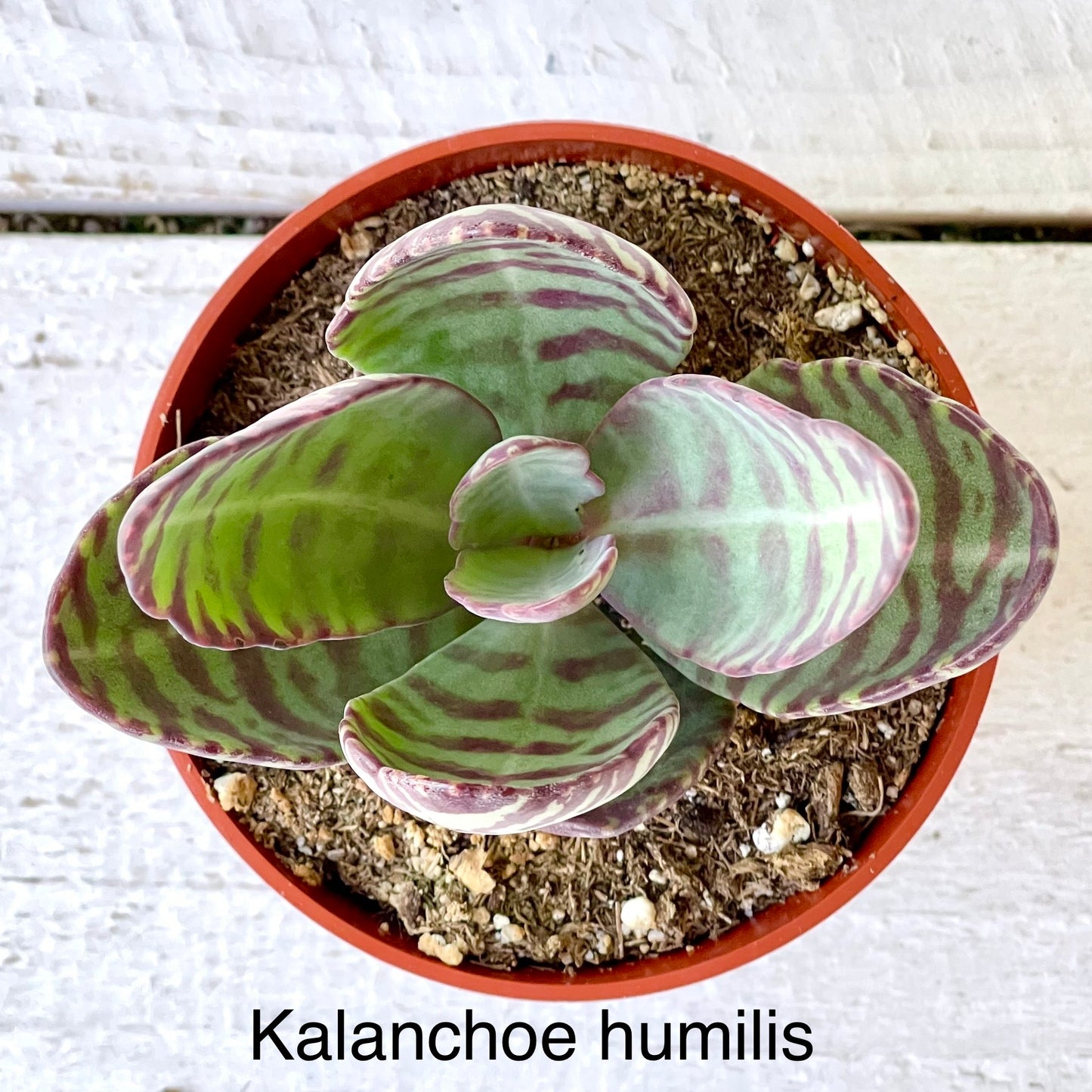 Rare Kalanchoe humilis – Striking Patterned Succulent (4” Ships in Plastic Garden Pot) - Succulent Artworks