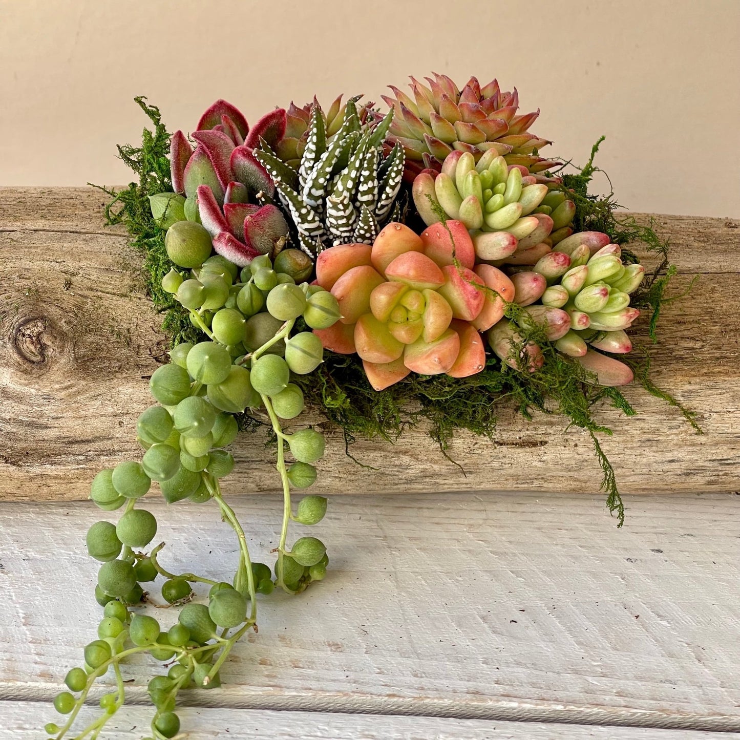 Natural Driftwood Planter - Succulent Artworks