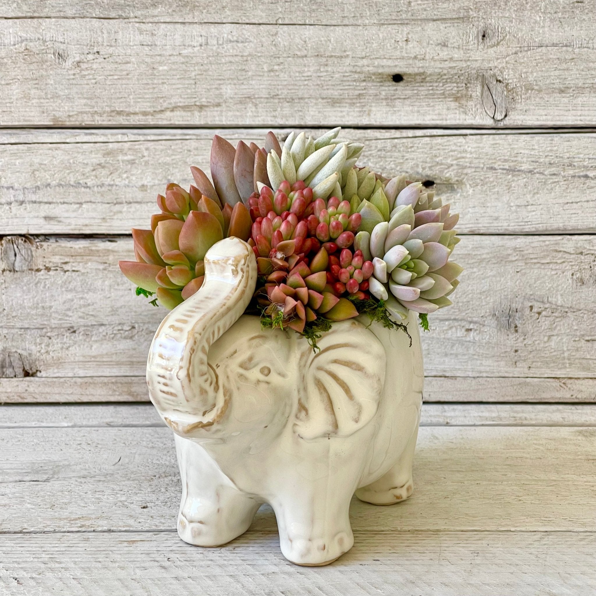 elephant plant pot Ellie Elephant Succulent Planter