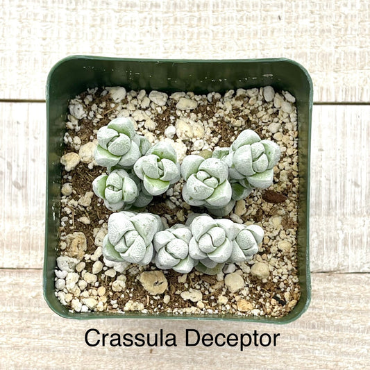 Rare Crassula Deceptor