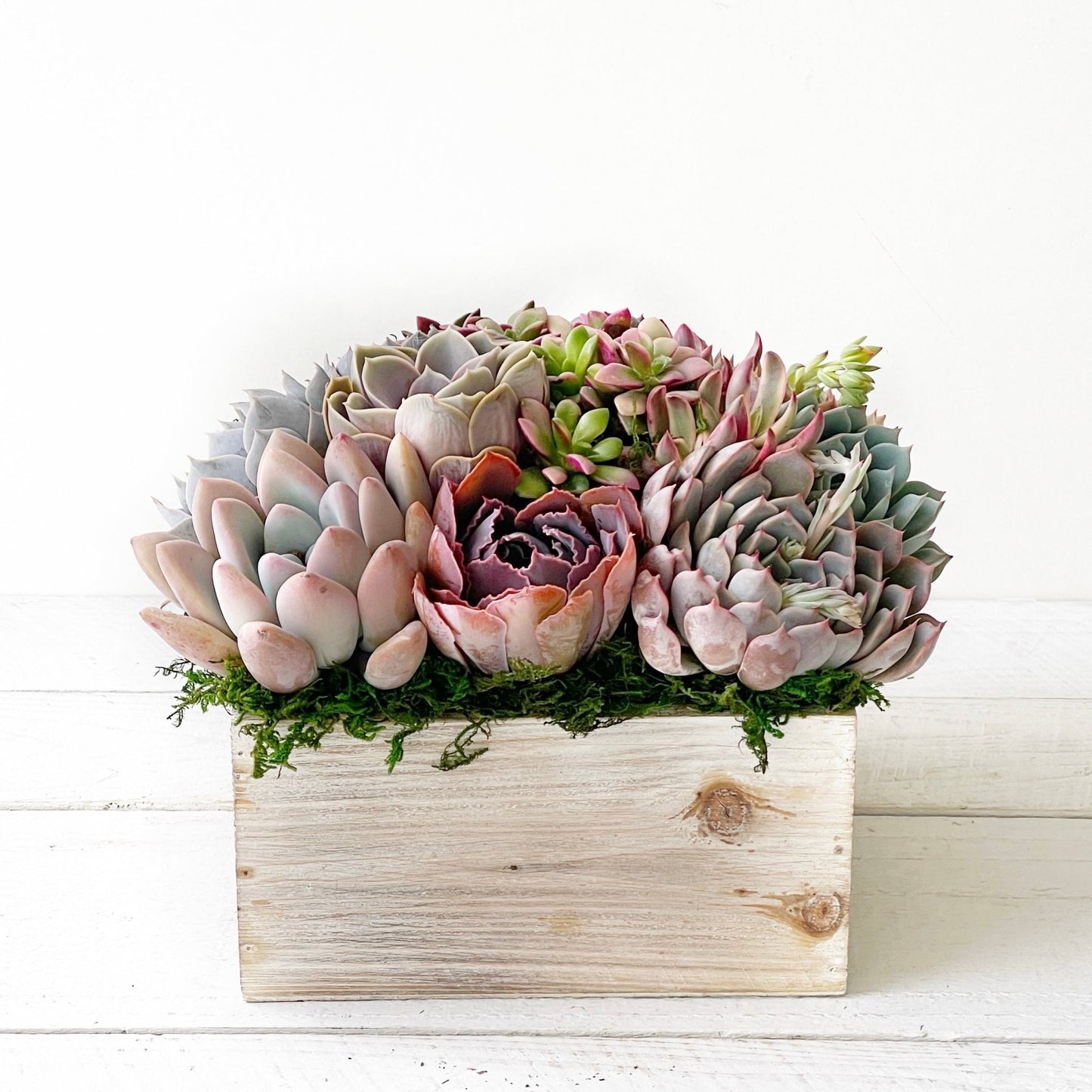 Chloe Planter - Succulent Artworks