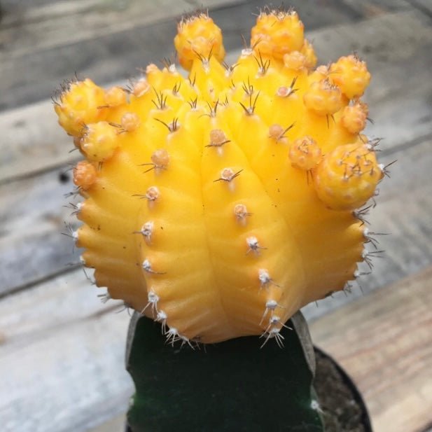 2.5” Moon Cactus - Grafted Gymnocalycium Friedrichii - Succulent Artworks