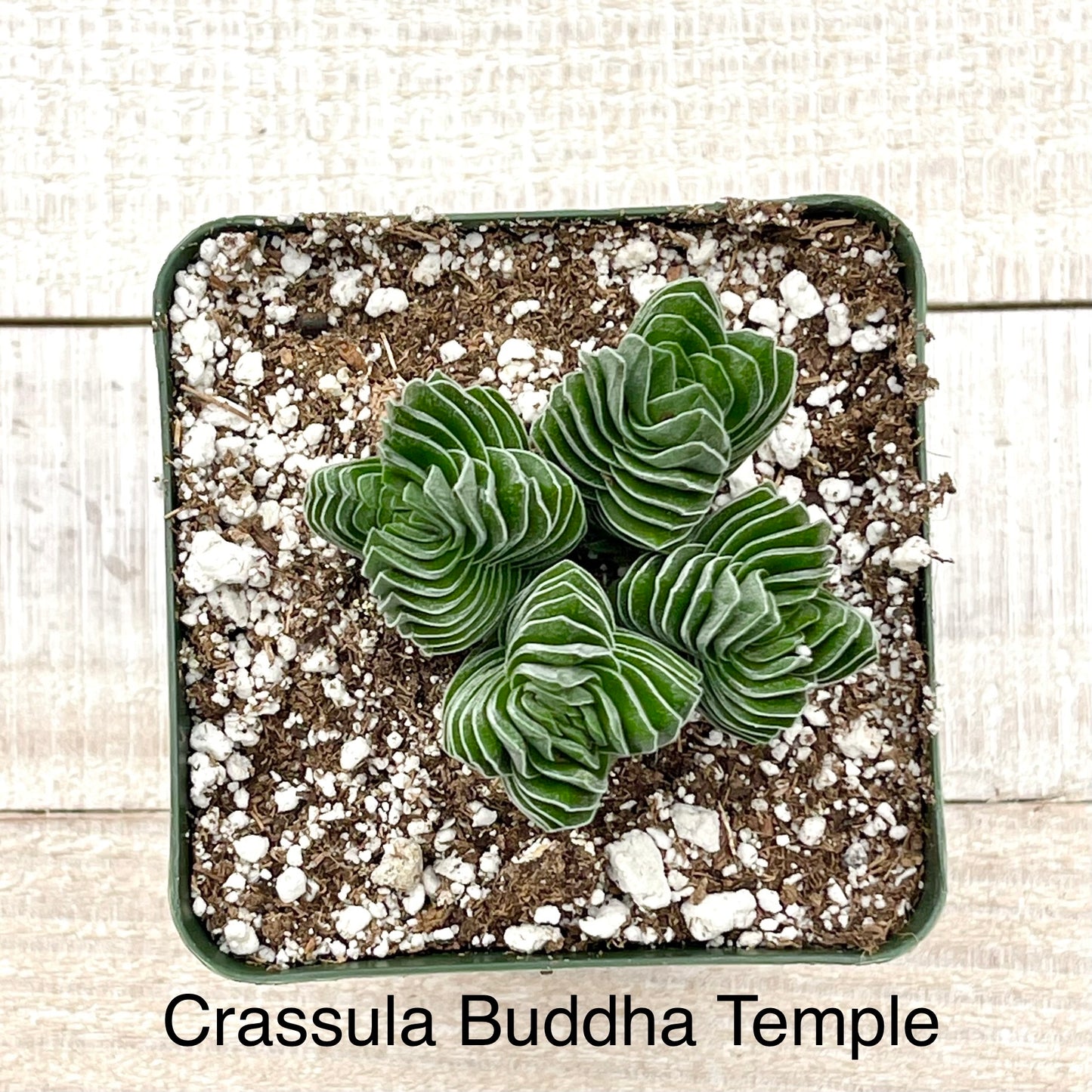 Rare Crassula Buddha Temple - Succulent Artworks