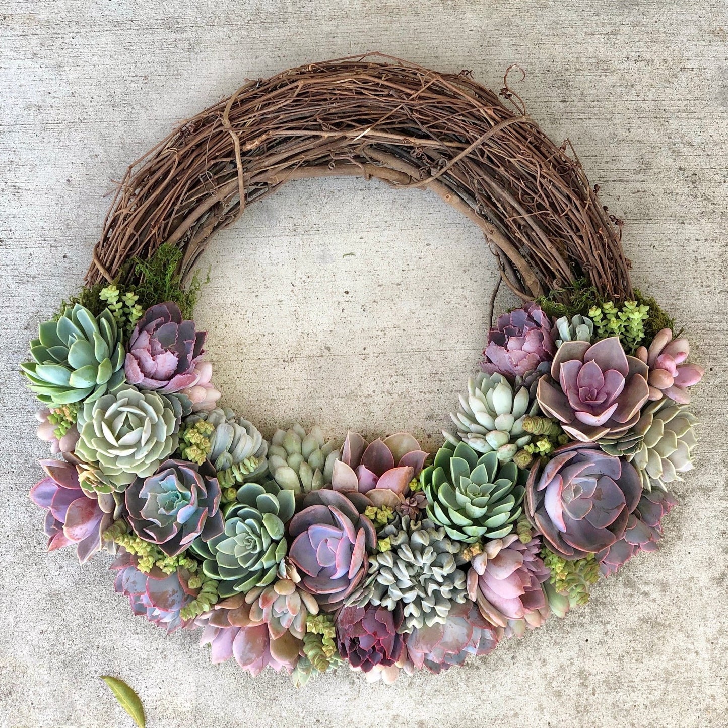 Succulent Wreath DIY Kit – Create Your Own Living Art - Succulent Artworks