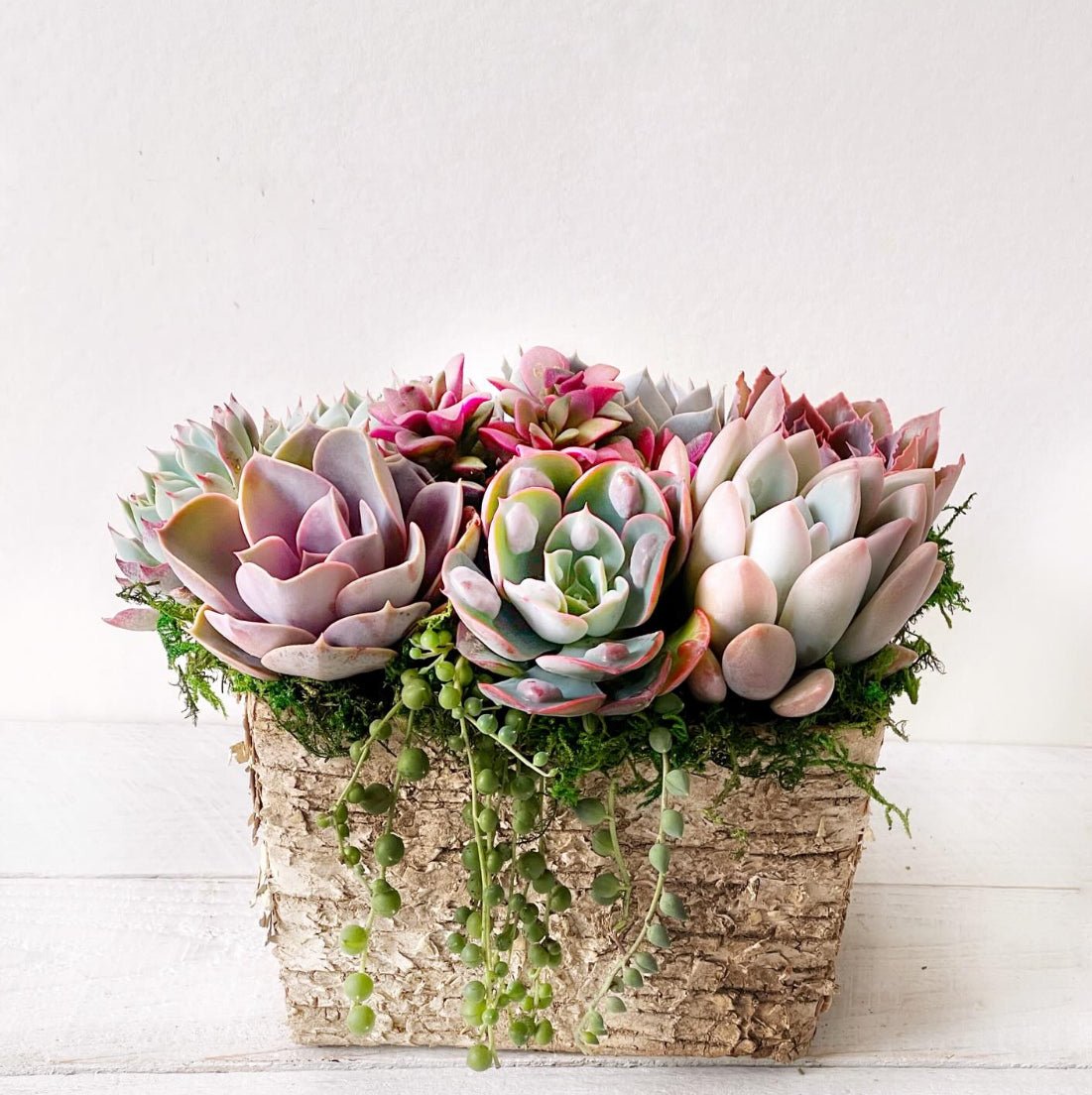 White Birch Succulent Planter - Succulent Artworks