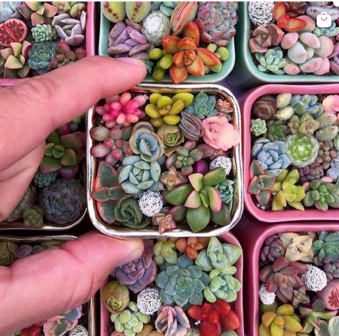 Pixie Candy Dish Succulent Arrangement - Succulent Artworks