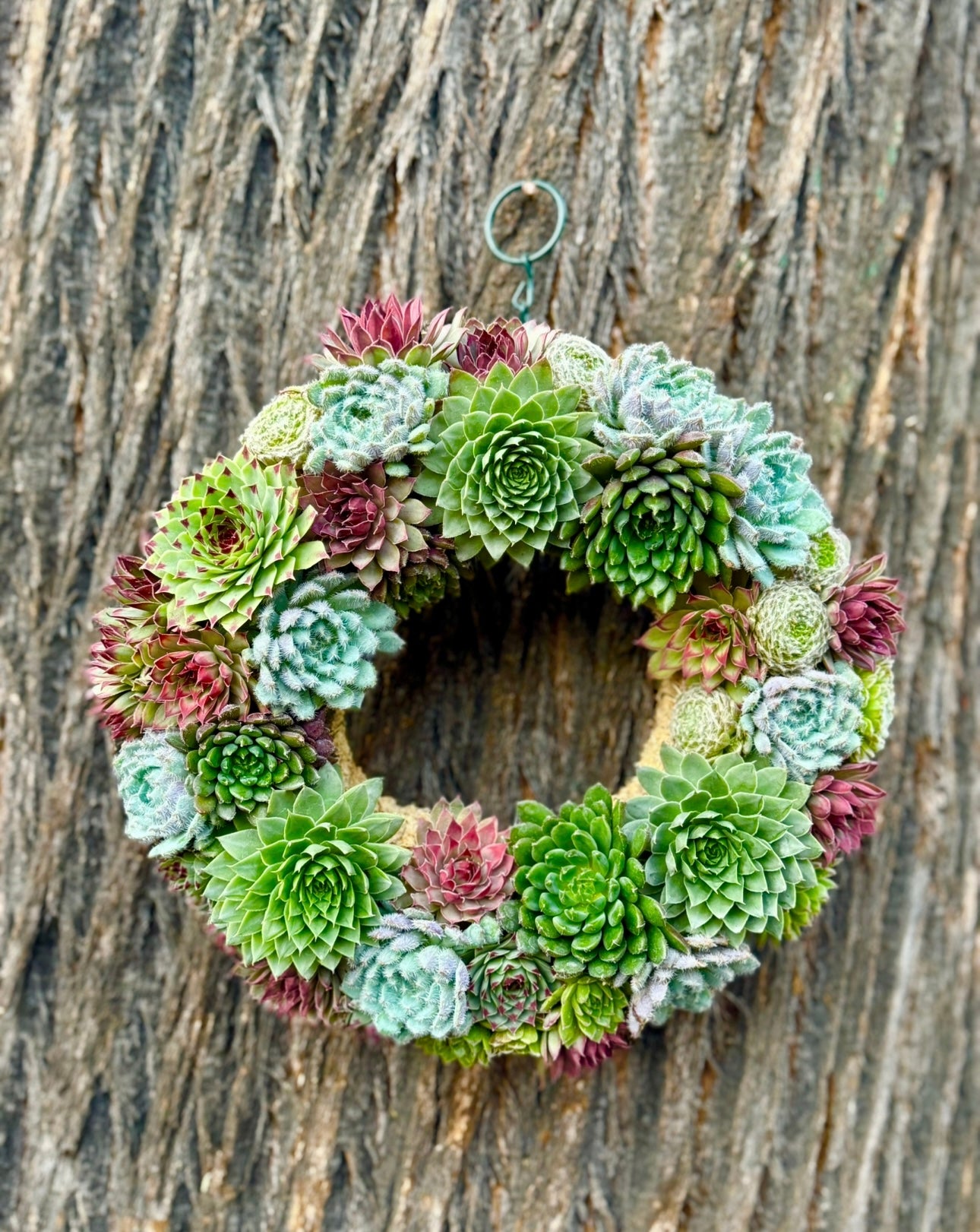 Festive sempervivum wreath