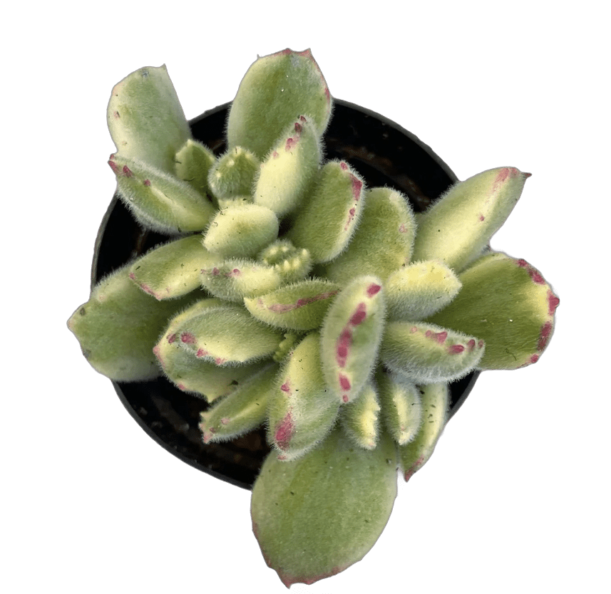 Cotyledon tomentosa 'Bear's Paw' variegata