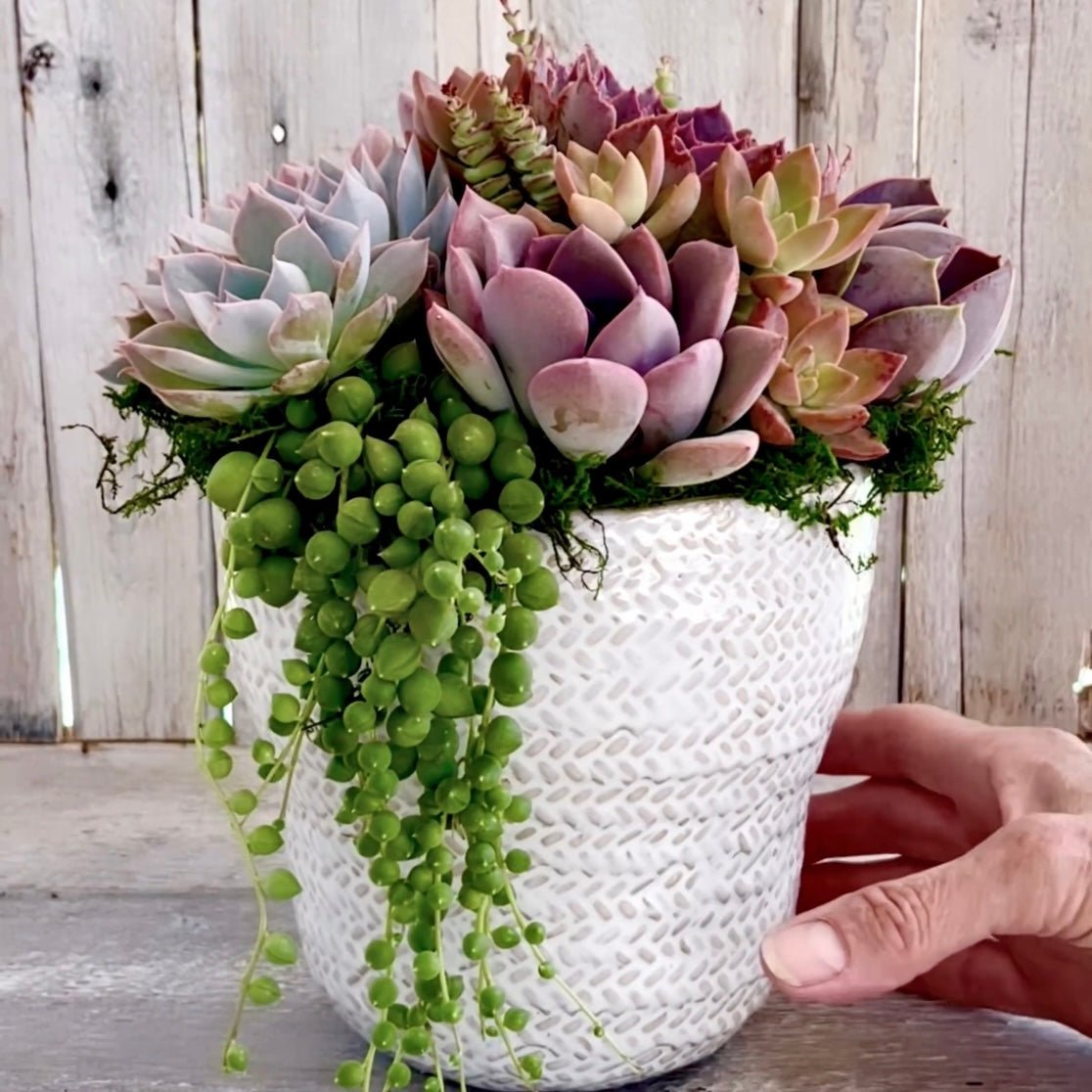 The Sonoma Succulent Arrangement – Two Sizes Available - Succulent Artworks