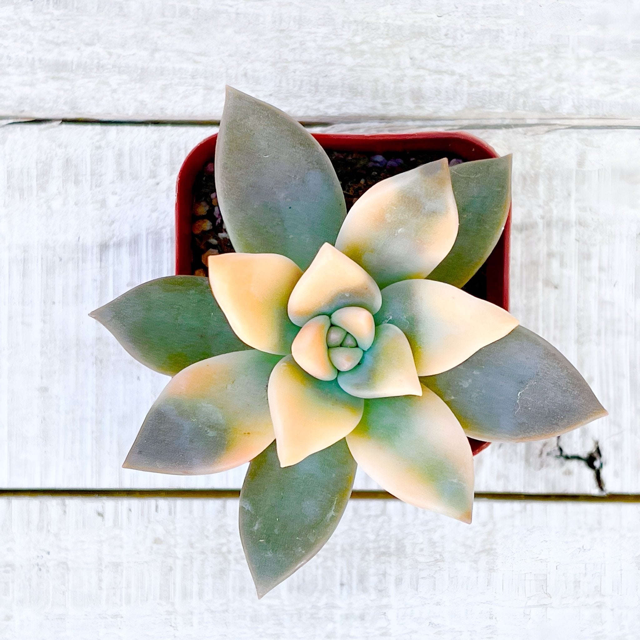 Rare Graptopetalum paraguayense Veriegated Ghost Plant