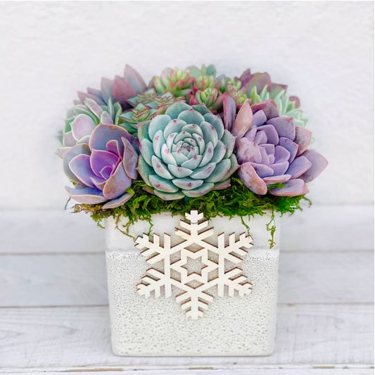 Ellie Planter with Brightly Colored Succulents