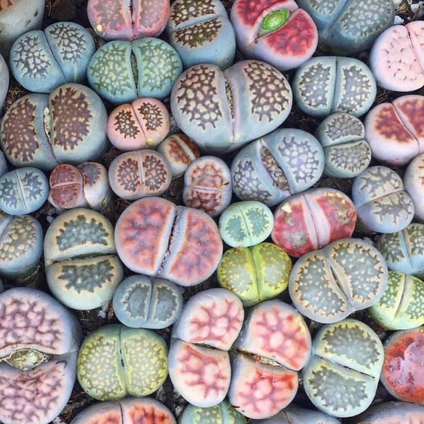 lithop succulents Lithops – Living Stones Succulent Set