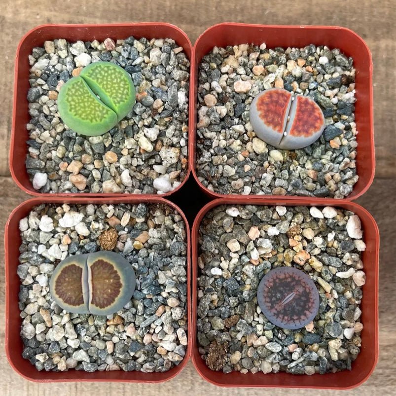 Lithops – Living Stones Succulent Set - Succulent Artworks