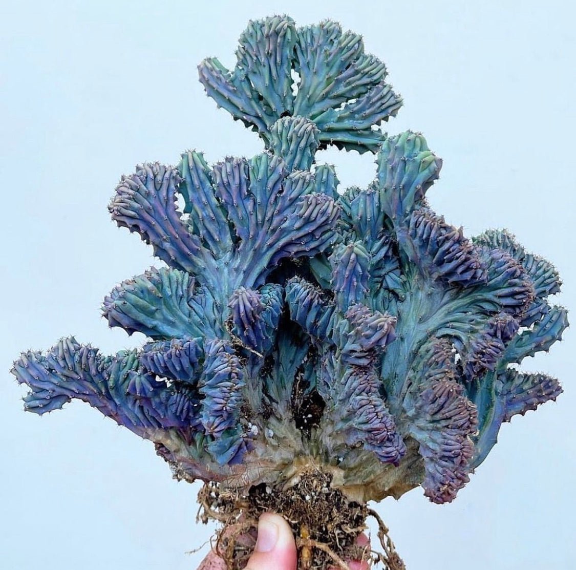 blue candle succulent Myrtillocactus Geometrizans Cristata- Blue Candle Crest Cactus |