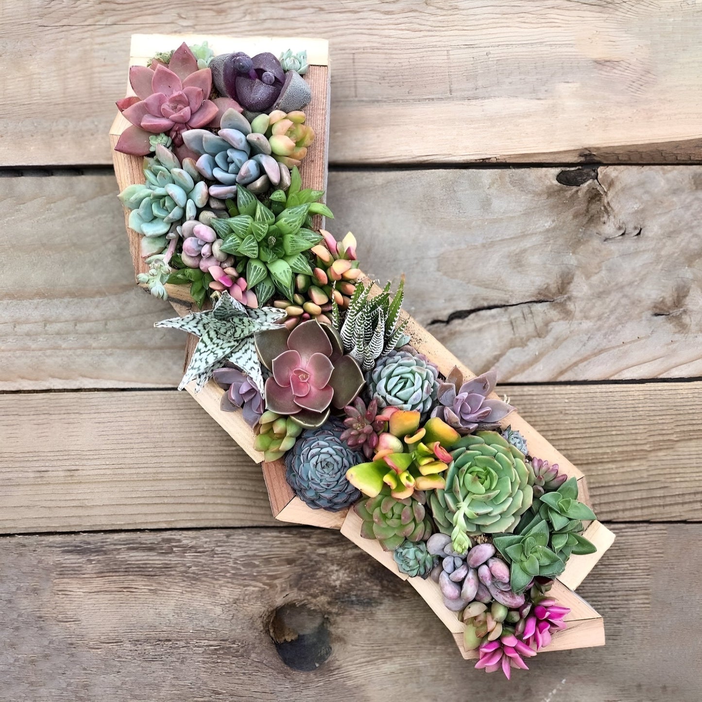 California Vertical Garden – The Golden State Succulent Art (15” Long) - Succulent Artworks