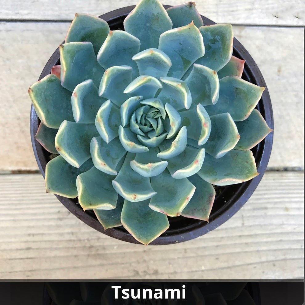 Echeveria tsunami 4” - Succulent Artworks
