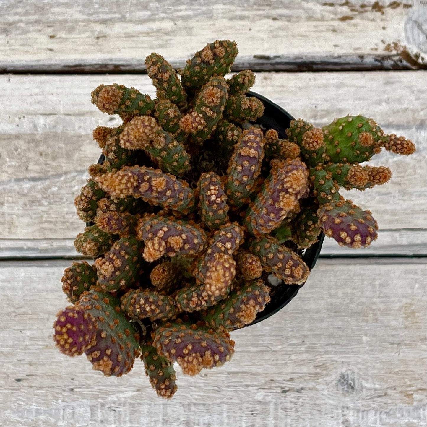 Cacti Opuntia rufida minima monstrose 'Mini Cinnamon Cactus'