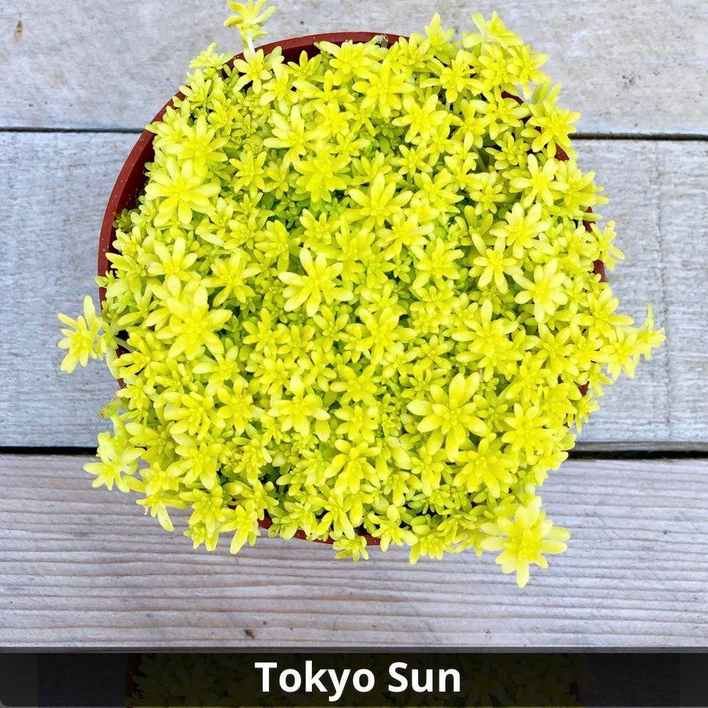 succulent tokyo sun Sedum japonicum ‘Tokyo Sun’ 4”