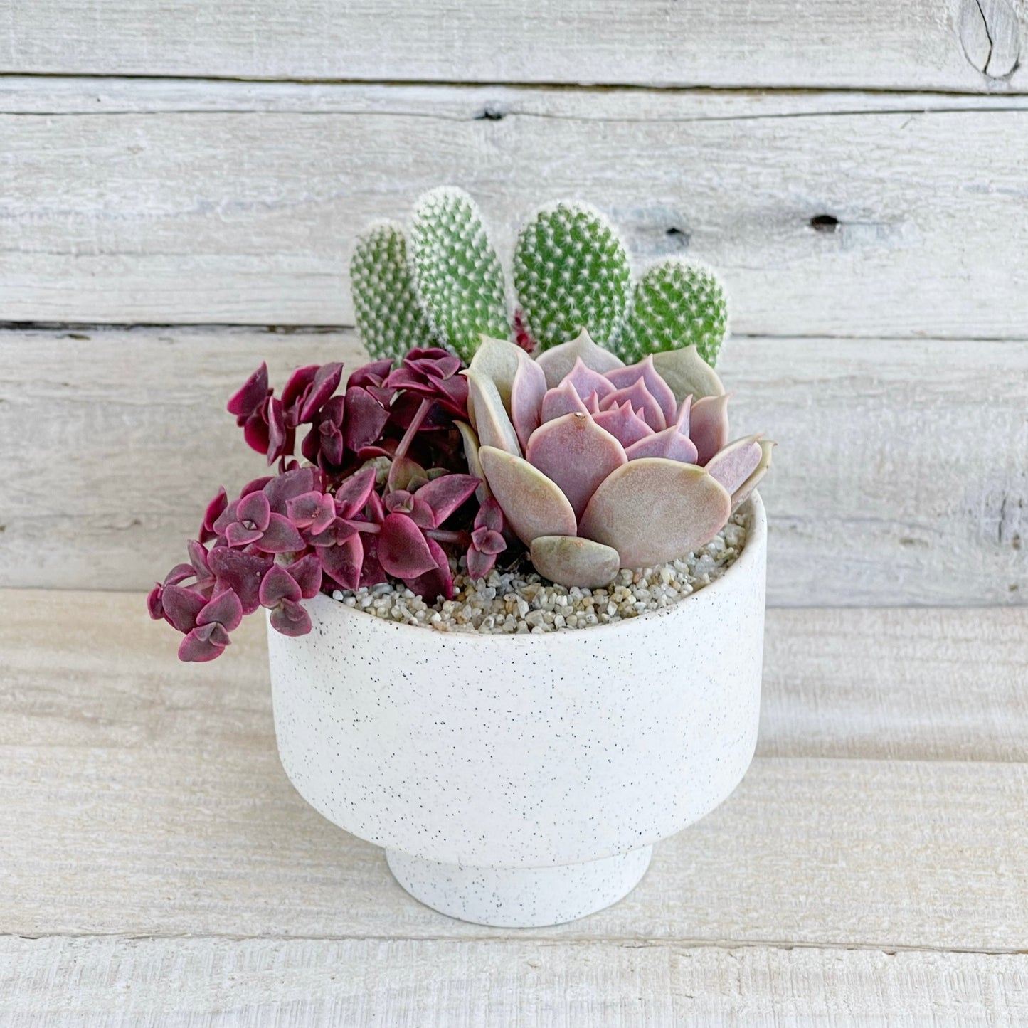 🌿 DIY Planting Kit: Grow & Glow 🌵 - Succulent Artworks