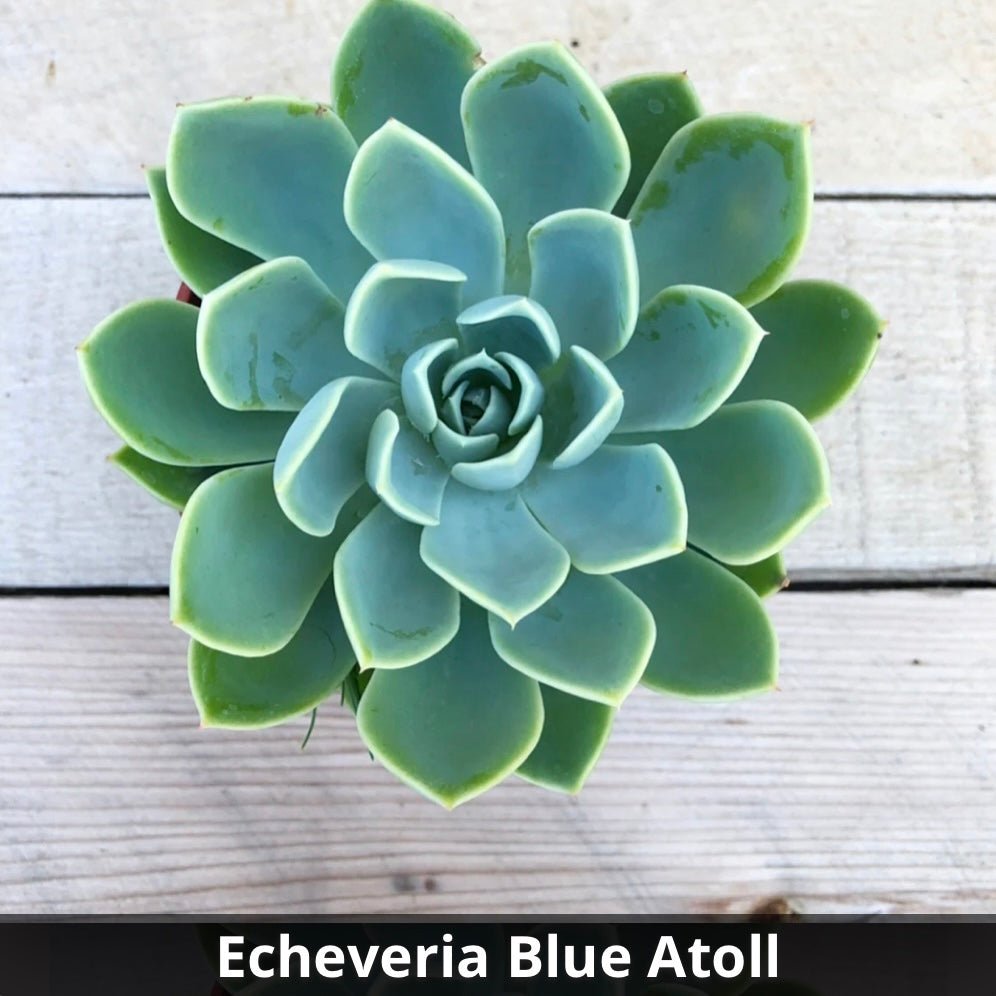 Echeveria 'Blue Atoll' 4” - Succulent Artworks