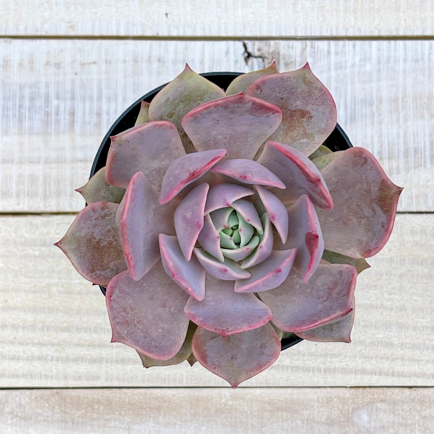 Echeveria Ángel Kissed 4” - Succulent Artworks