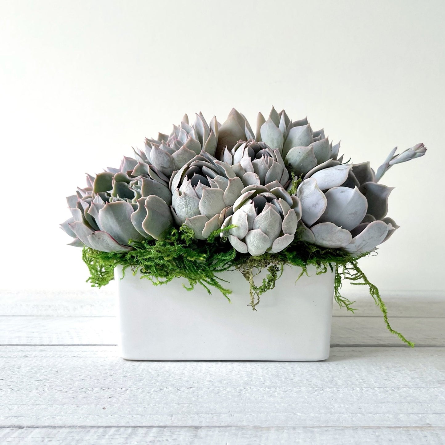 Simply Classic Ceramic Planter - Succulent Artworks