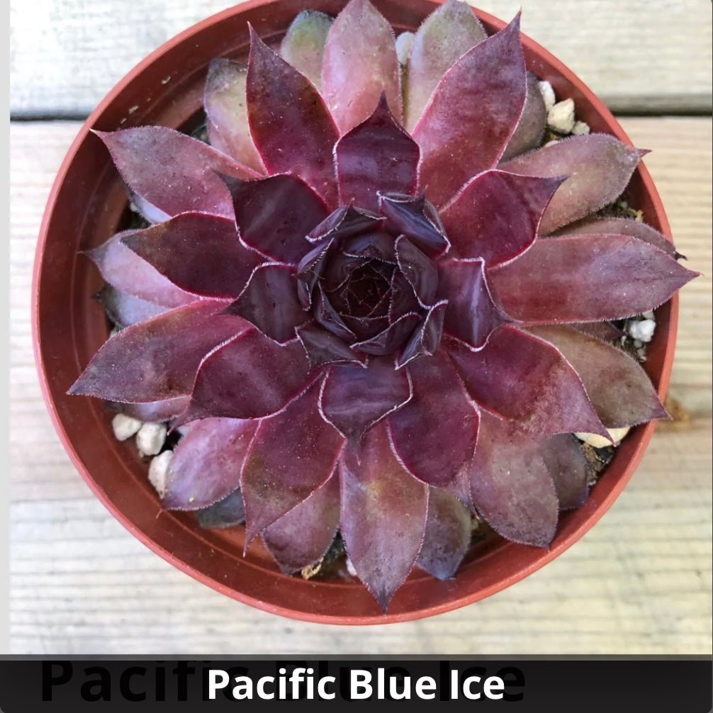 pacific blue ice succulent Sempervivum 'Pacific Blue Ice' 4”