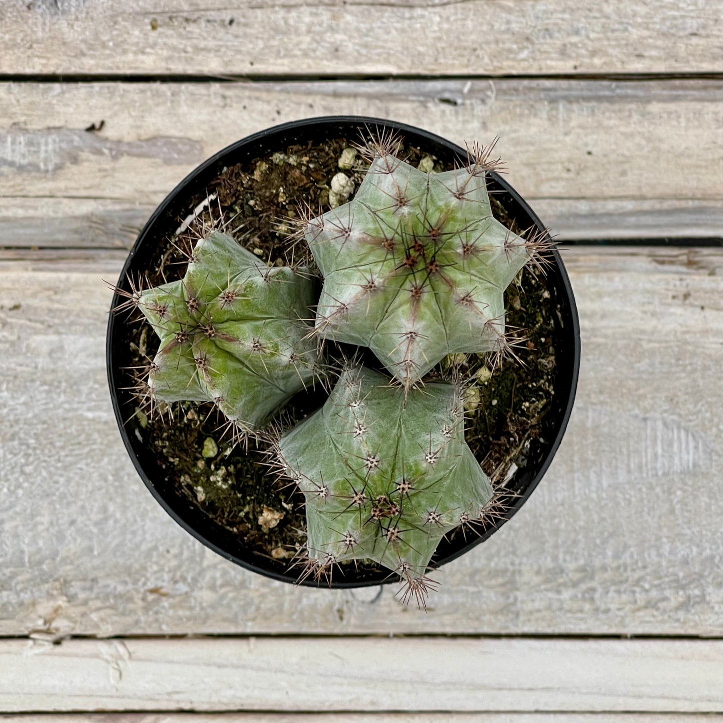 Cacti Polaskia chichipe