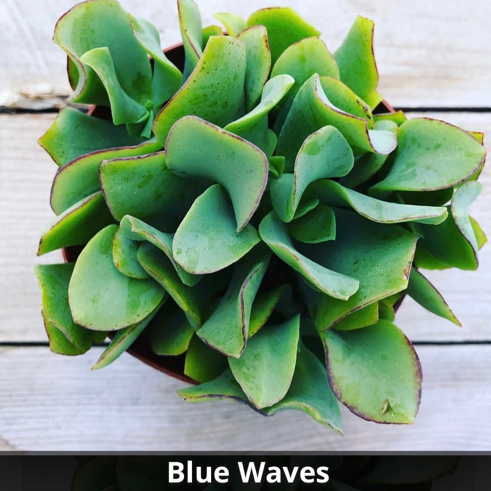 blue wave succulent Crassula ‘Blue Waves’ 4”