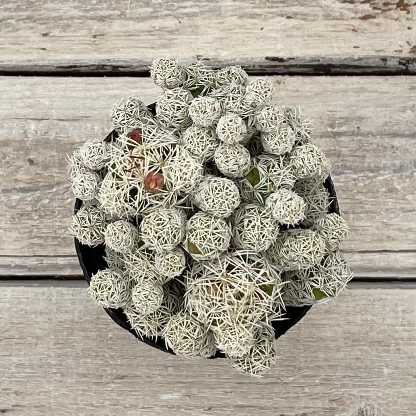 Cacti Mammillaria gracilis fagilis 'Thimbal Cactus'