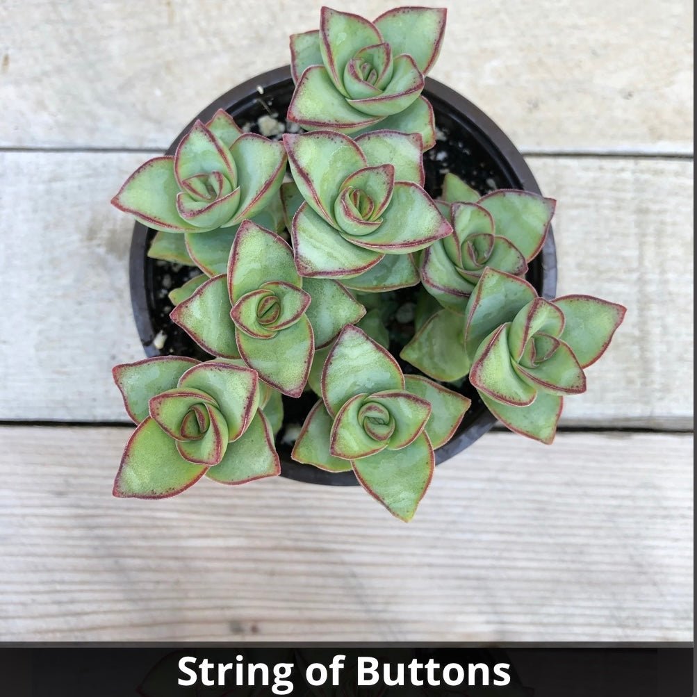 Crassula perforata String of Buttons 4” - Succulent Artworks