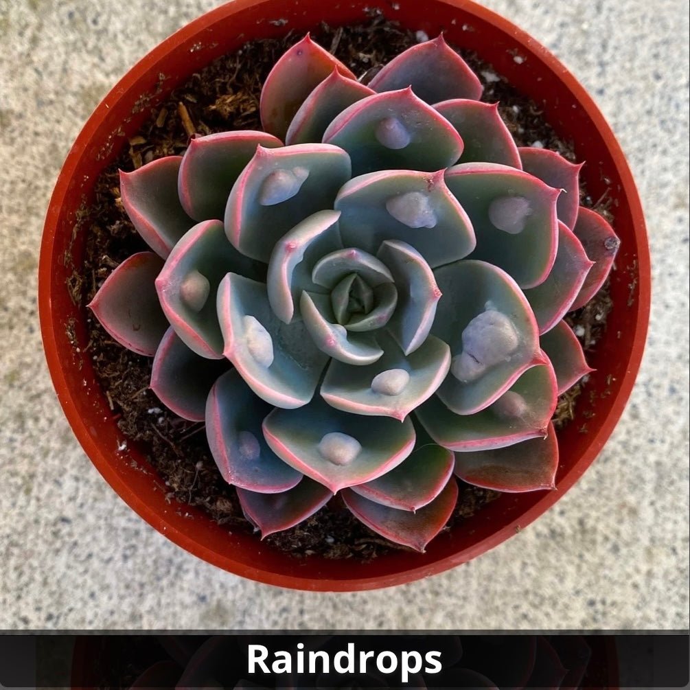 raindrop succulent Echeveria Raindrops 4”