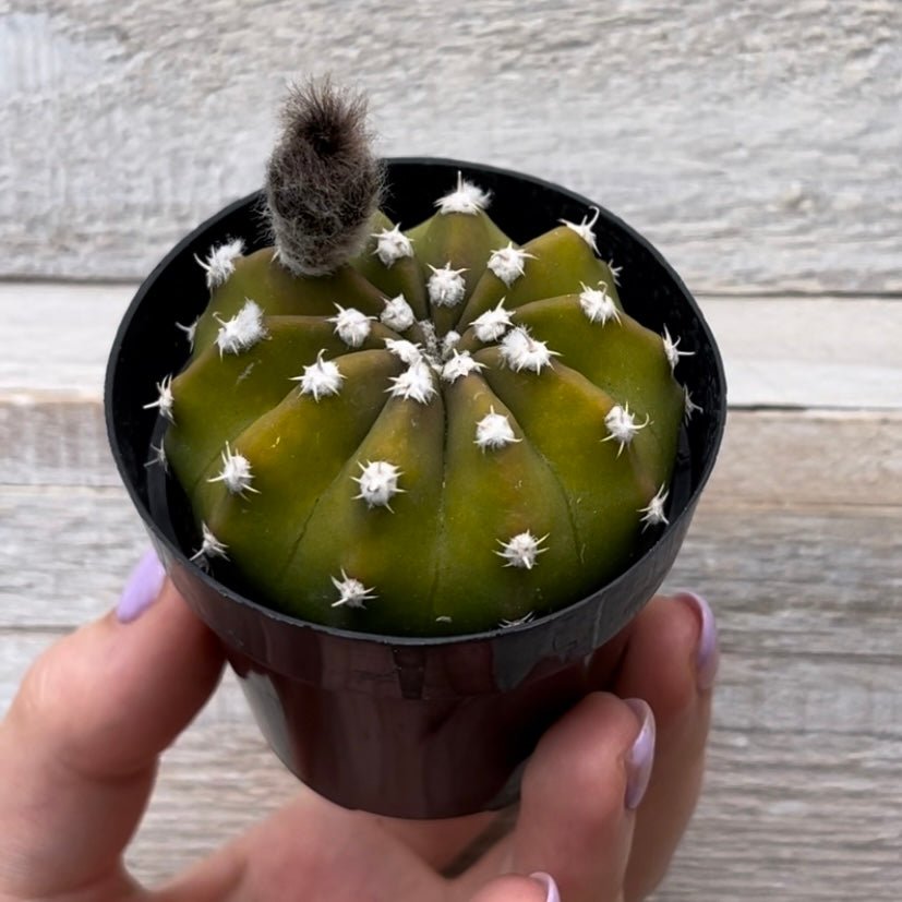 domino succulent Dominos Cactus