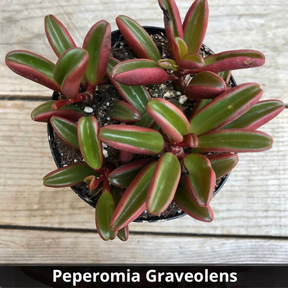 Peperomia graveolens 4” - Succulent Artworks
