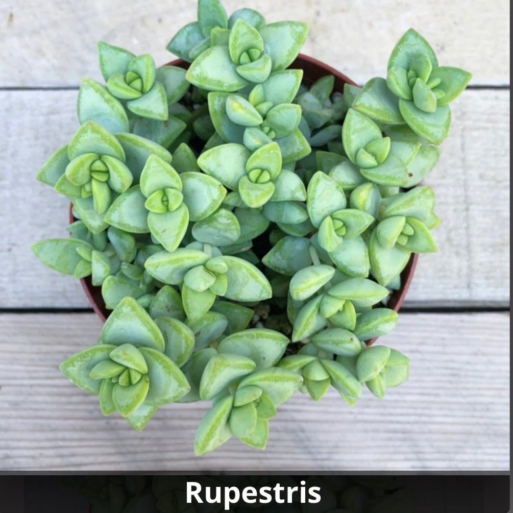 Crassula rupestris 4” - Succulent Artworks