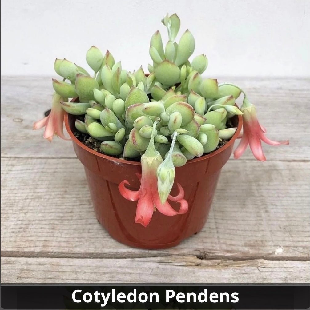 succulent cotyledon pendens Cotyledon Pendens 4”