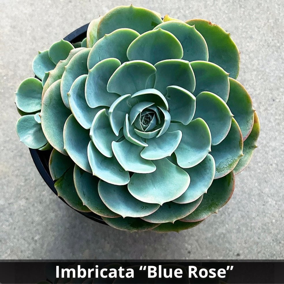 Imbricata “Blue Rose” 4” - Succulent Artworks