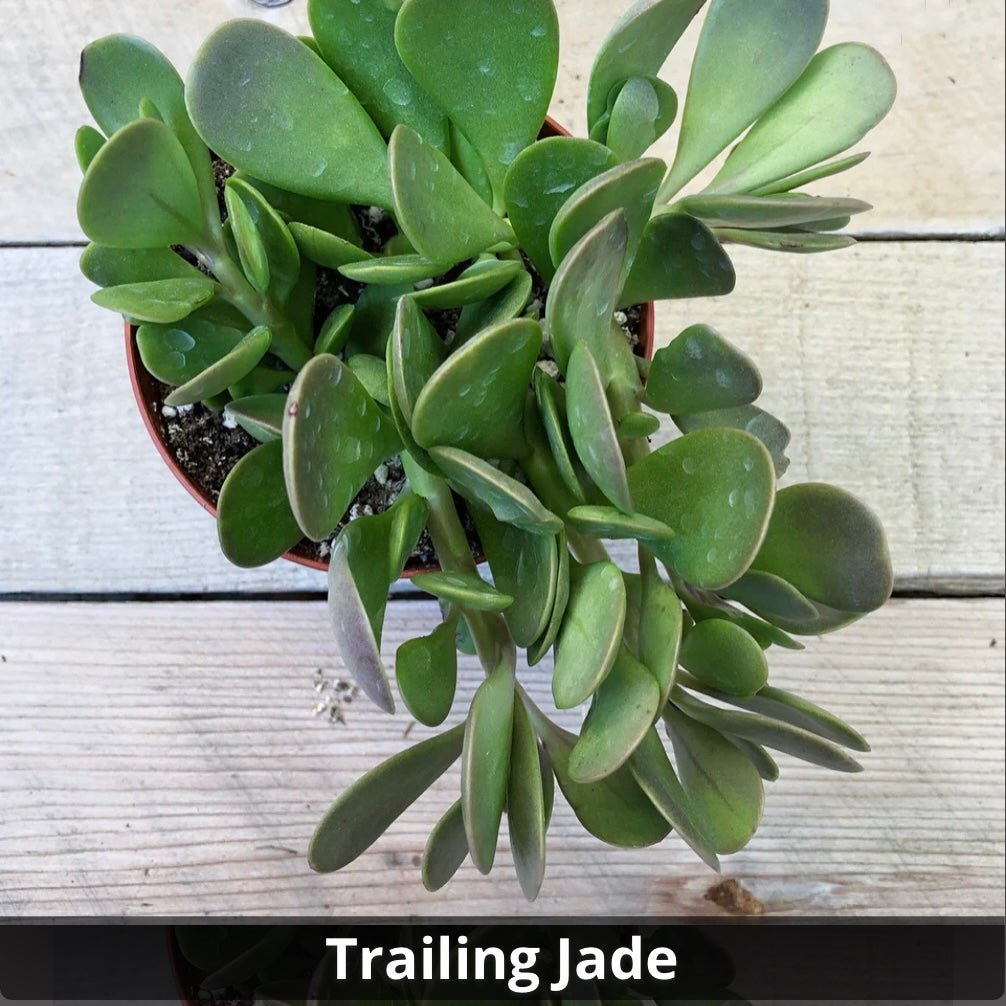 Senecio Jacobsenii ‘Trailing Jade’ 4” - Succulent Artworks