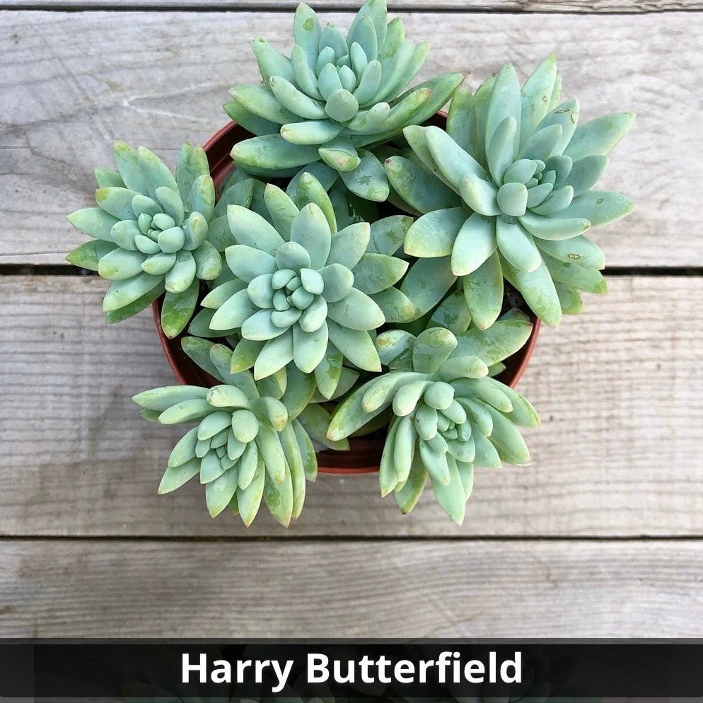 super donkey tail succulent Sedeveria 'Harry Butterfield'