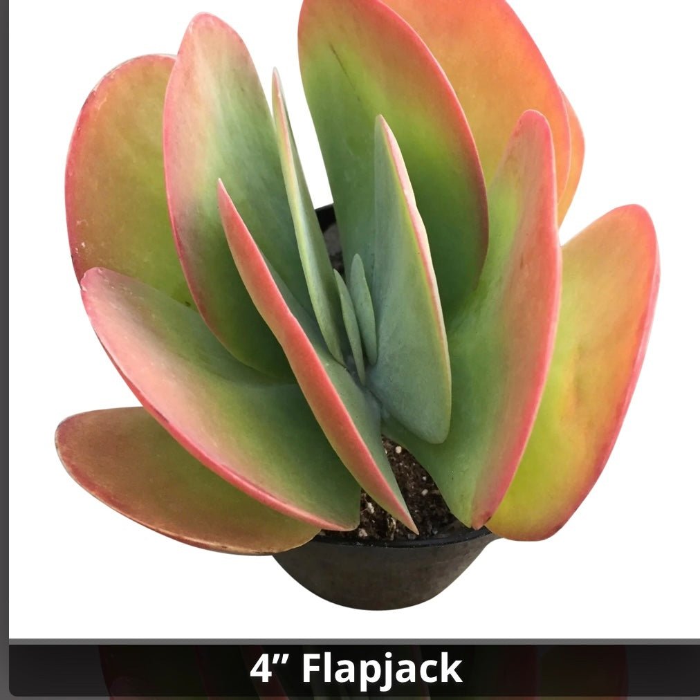 kalanchoe luciae flapjacks succulent plant Kalanchoe luciae