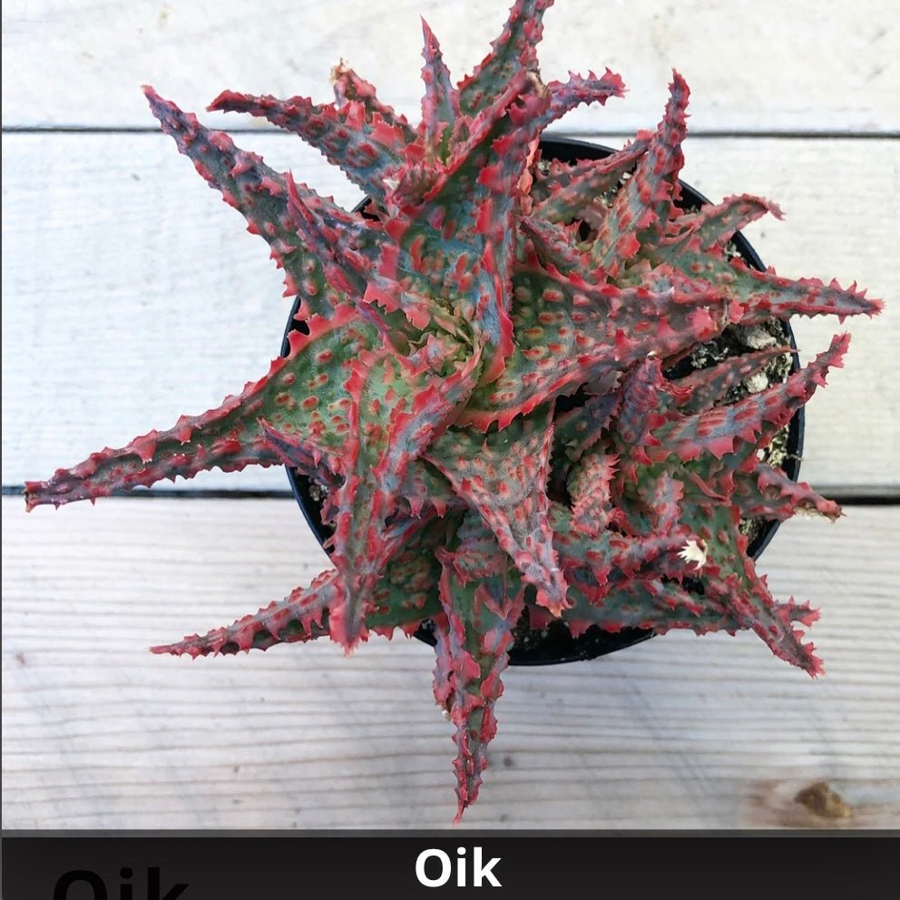 Aloe 'Oik' 4” - Succulent Artworks
