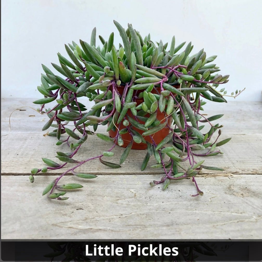 Othonna capensis Little Pickles, Ruby Necklace 4” - Succulent Artworks