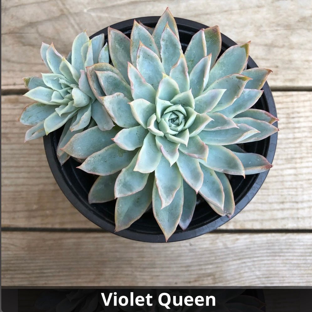 Echeveria ‘Violet Queen’ 4” - Succulent Artworks