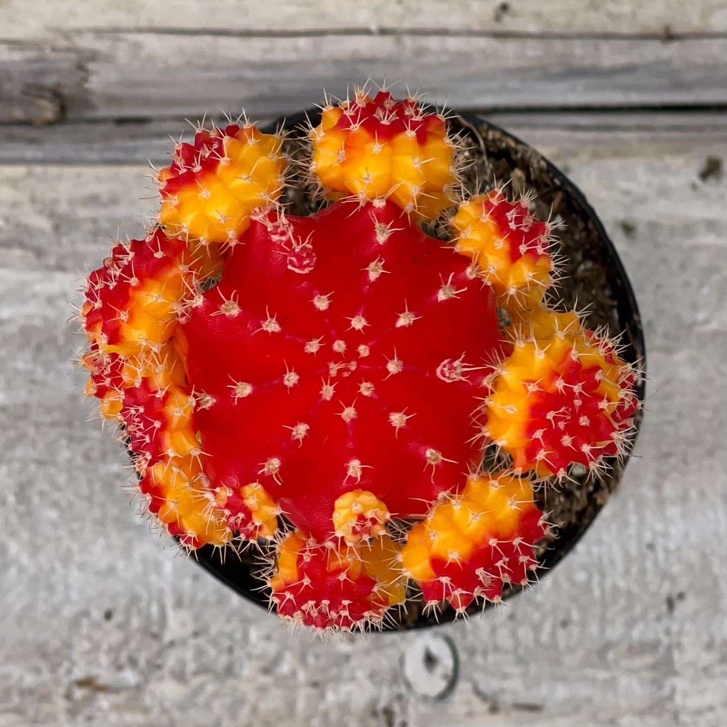 2.5” Moon Cactus- Grafted Gymnocalycium Friedrichii
