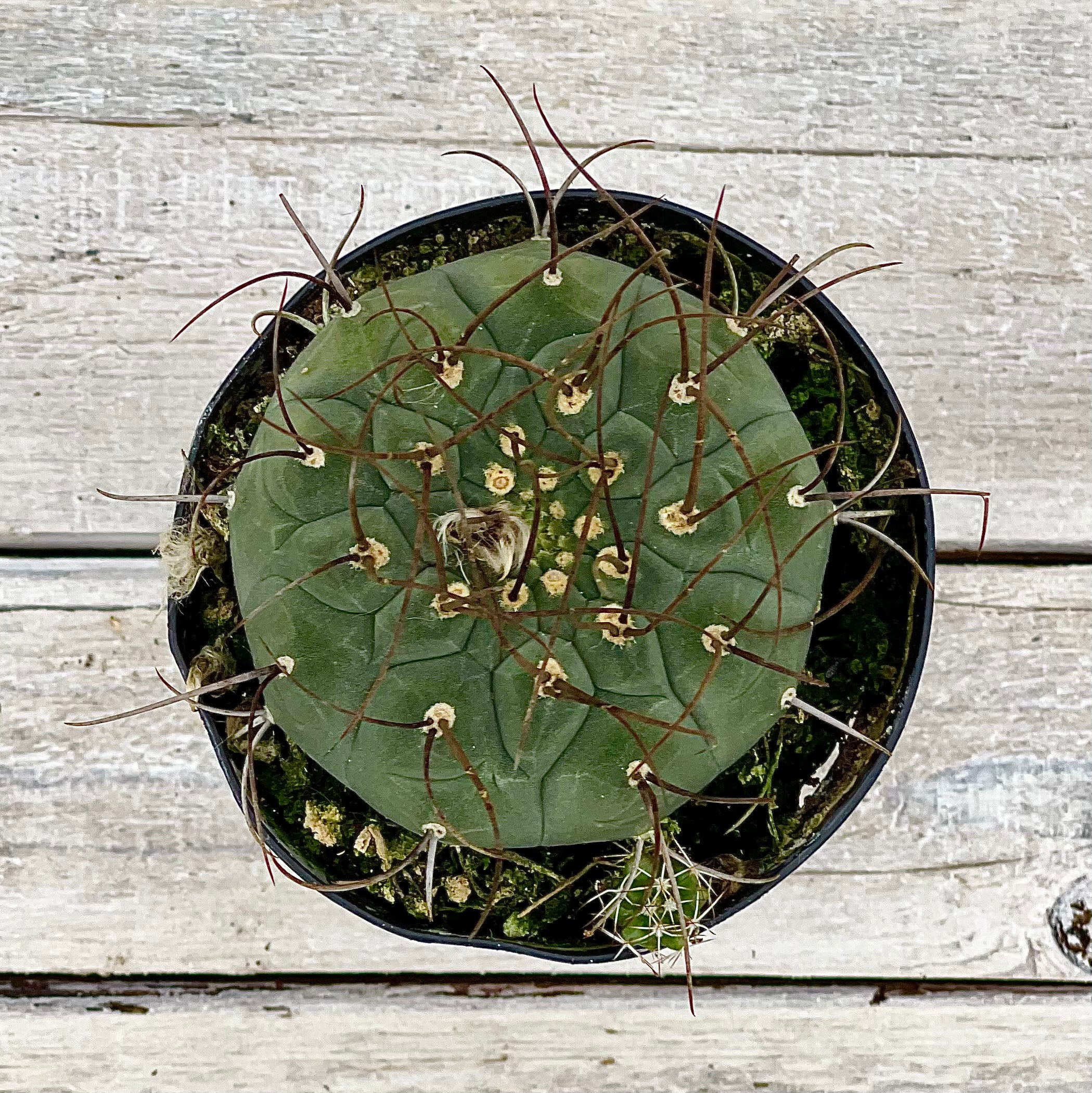 Cacti Gymnocalycium saglione